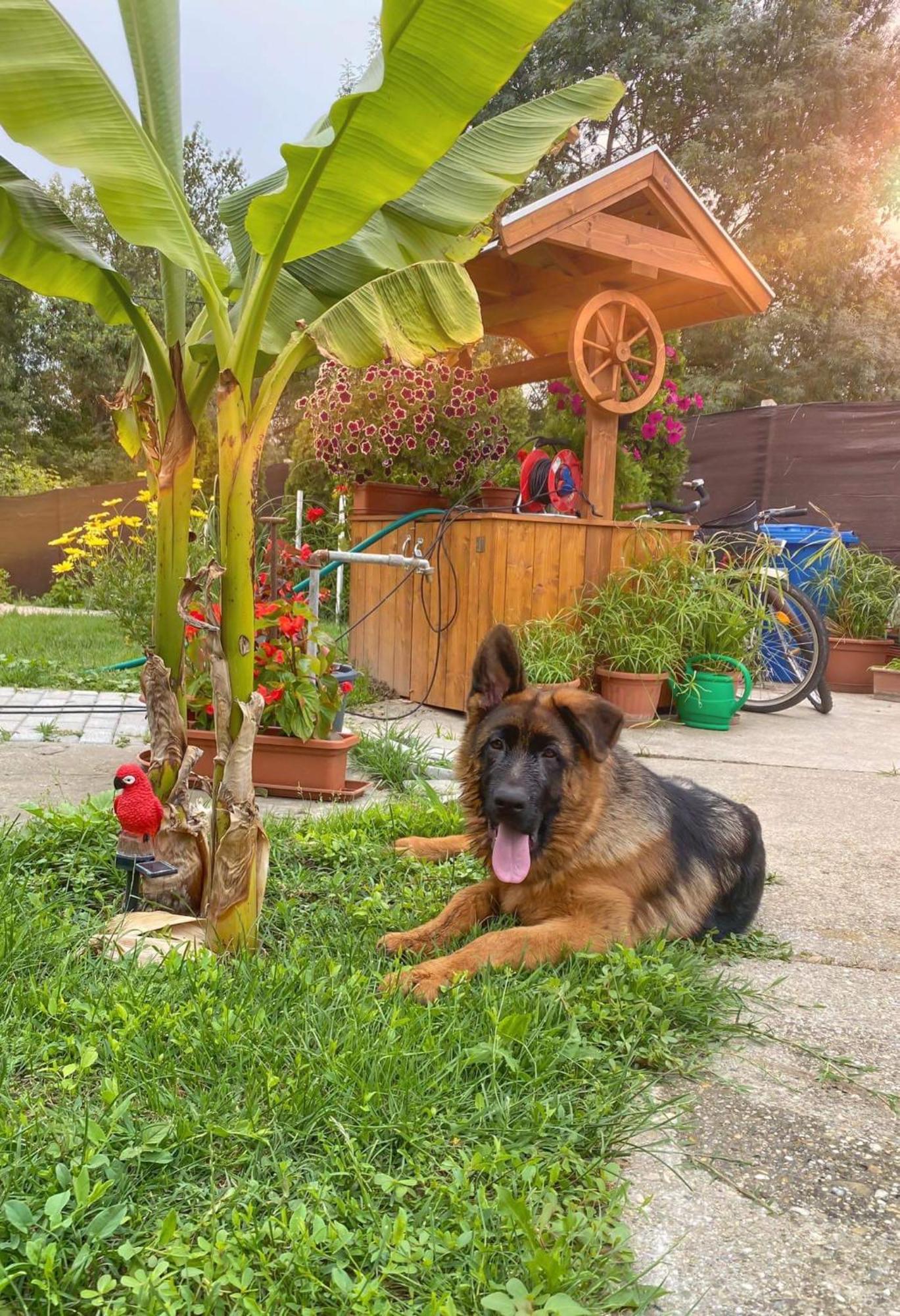 Arany Vendeghaz Villa Szarvas Luaran gambar