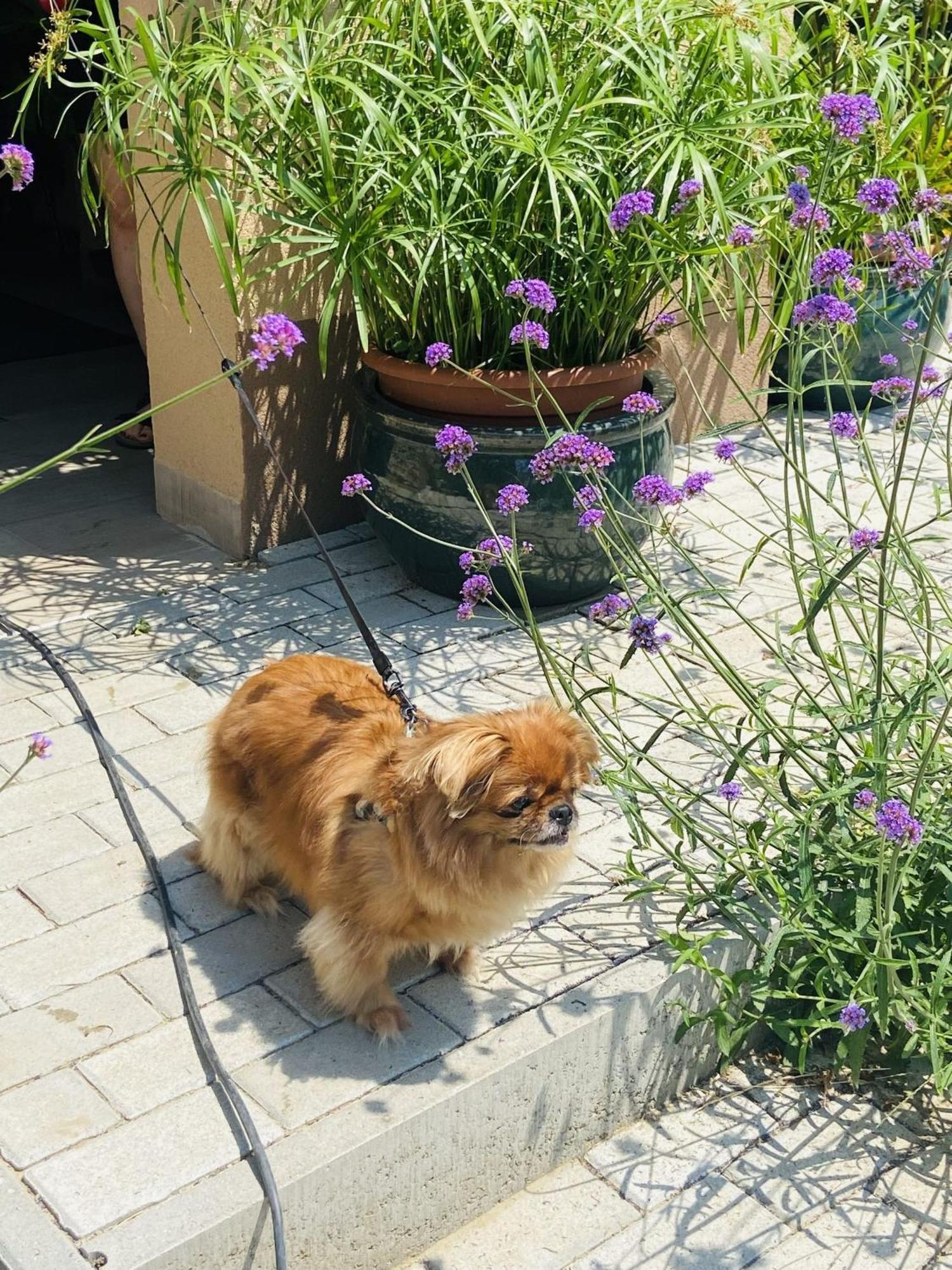 Arany Vendeghaz Villa Szarvas Luaran gambar