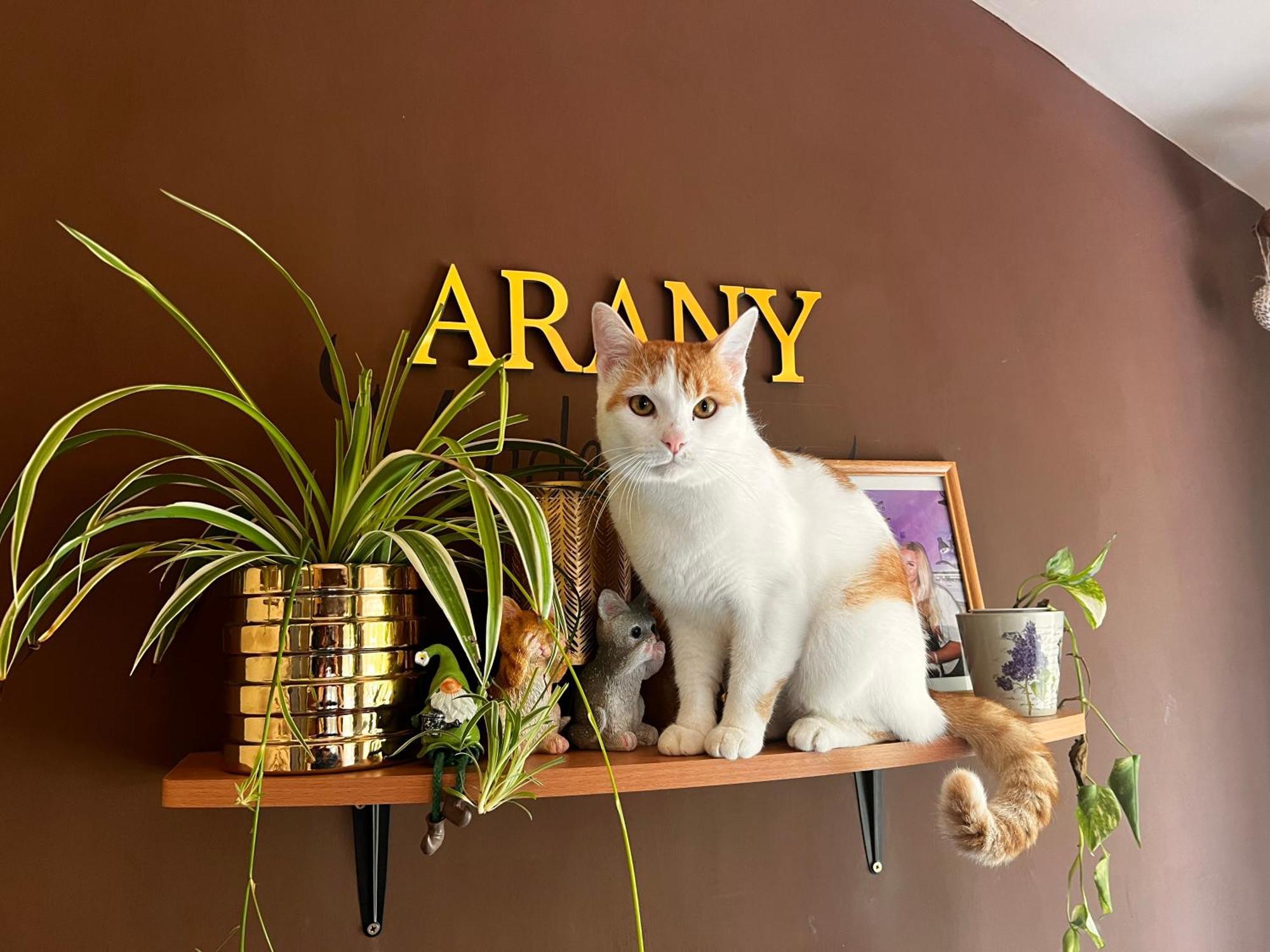 Arany Vendeghaz Villa Szarvas Luaran gambar